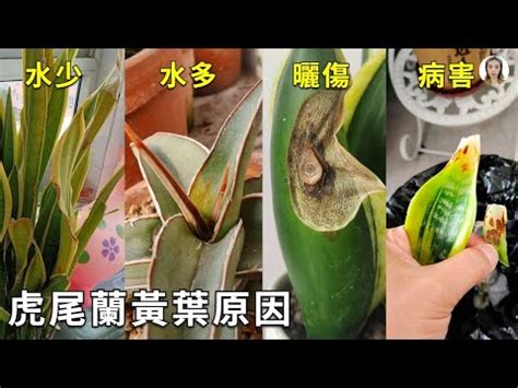 虎尾蘭 葉子變黃|虎尾蘭變黃怎麼辦？掌握這些養護技巧，讓您的虎尾蘭恢復生機